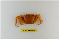 藏品(白紋方蟹)的圖片